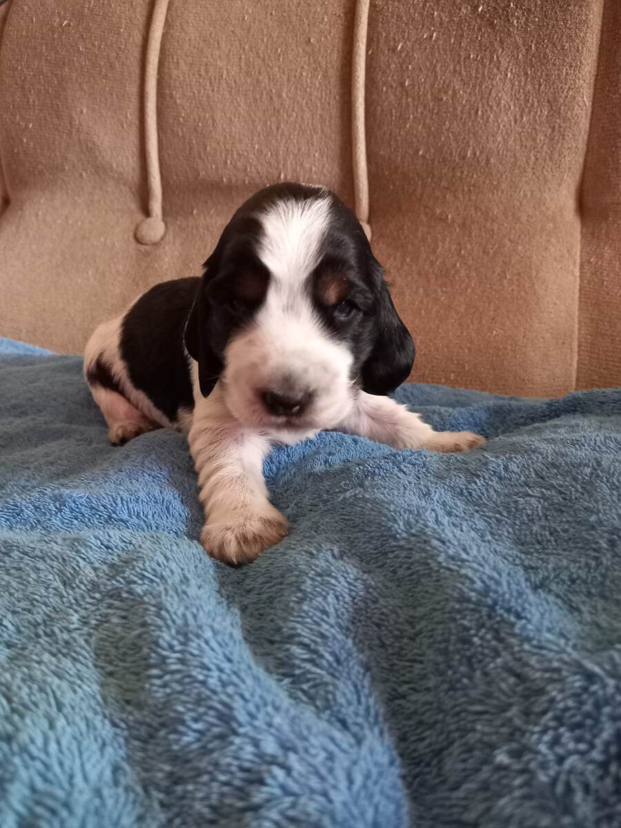 Щенок от моего кобеля