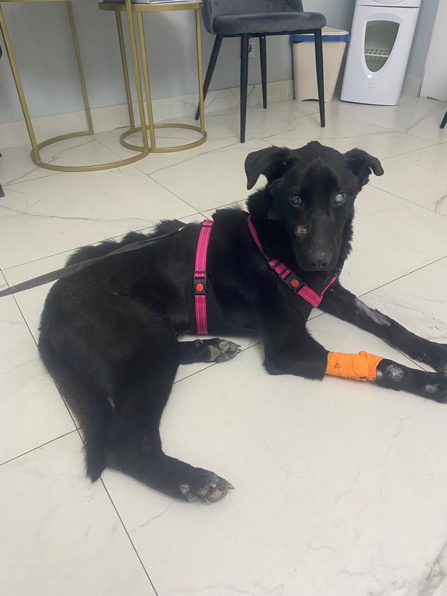 Вот, как выглядел Фокус тогда