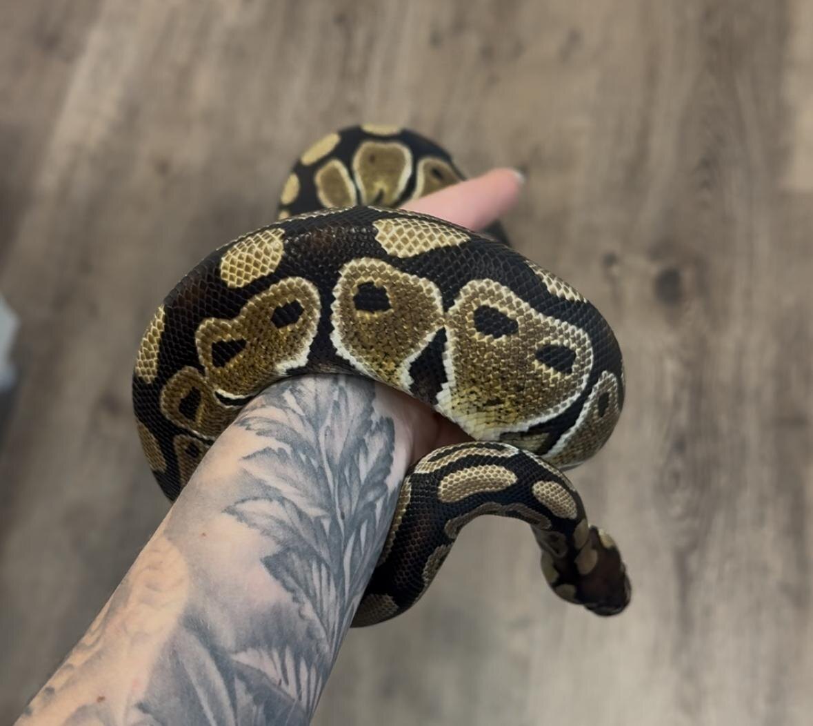 Моя красавица Нагайна - прекрасный представитель своей морфы