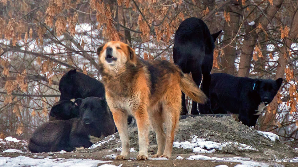 Фото: Василий Шитов / Коммерсантъ