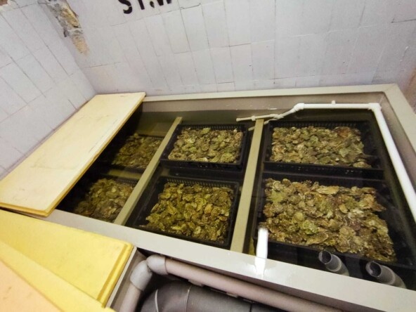 Купил аквариум за 800к. Туда приезжали устрицы с Дальнего Востока, Японии и Мурманска.