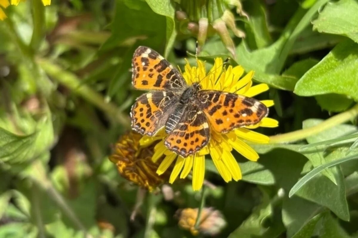    Дожди, грозы и потепление до +26° ждут воронежцев на новой рабочей неделе