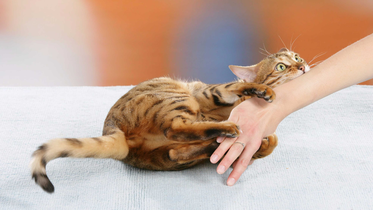 Картинки Яндекс