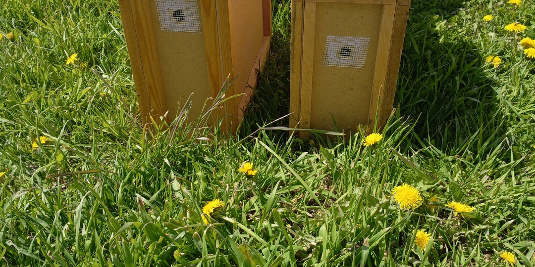 Первые пчелопакеты 25 года