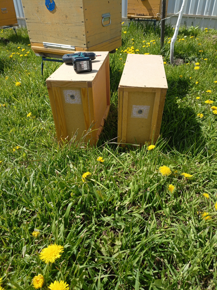 Пчелопакеты