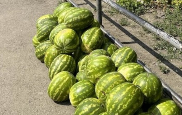 Фото из телеграм-канала мэрии Новосибирска.