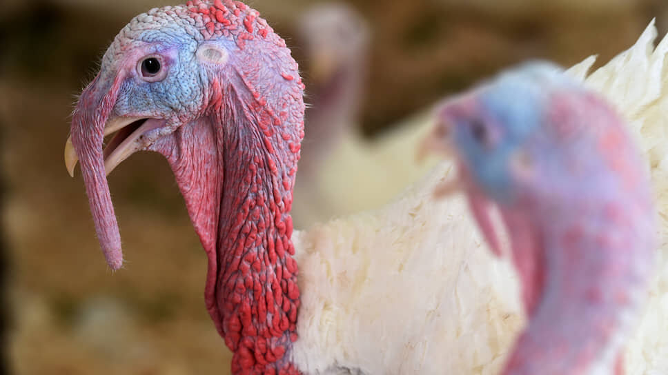 Фото: Александр Коряков / Коммерсантъ