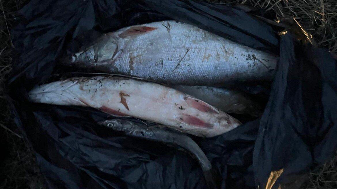    Фото: Telegram-канал МВД Медиа   📷   Фото: Telegram-канал МВД Медиа   📷   Фото: Telegram-канал МВД Медиа