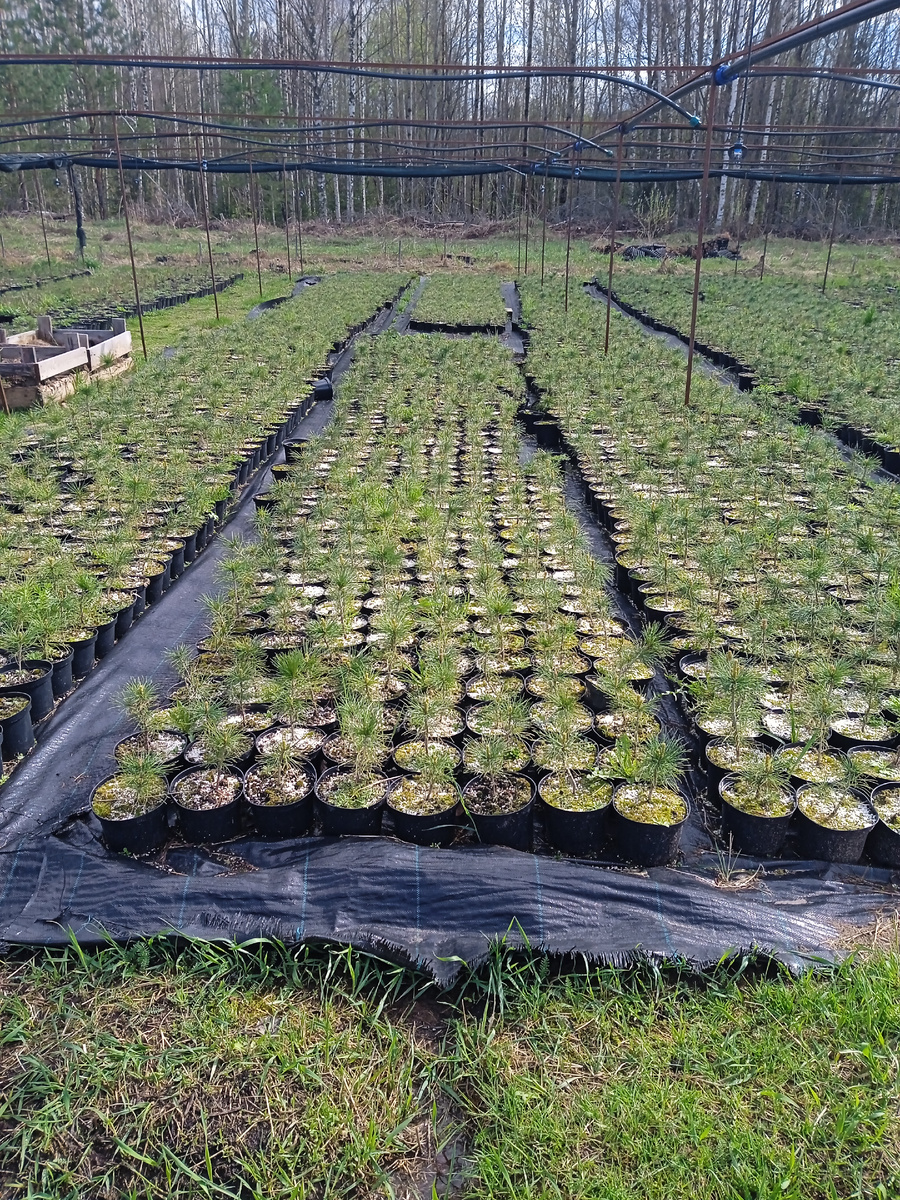 На самом лесопитомнике