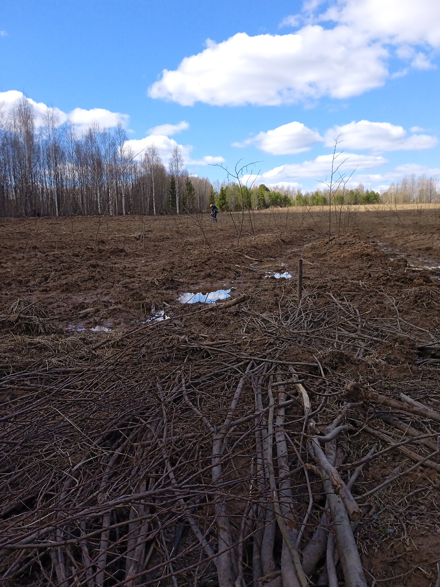 Поооле, русское поооолеее. Липы. 1-й день