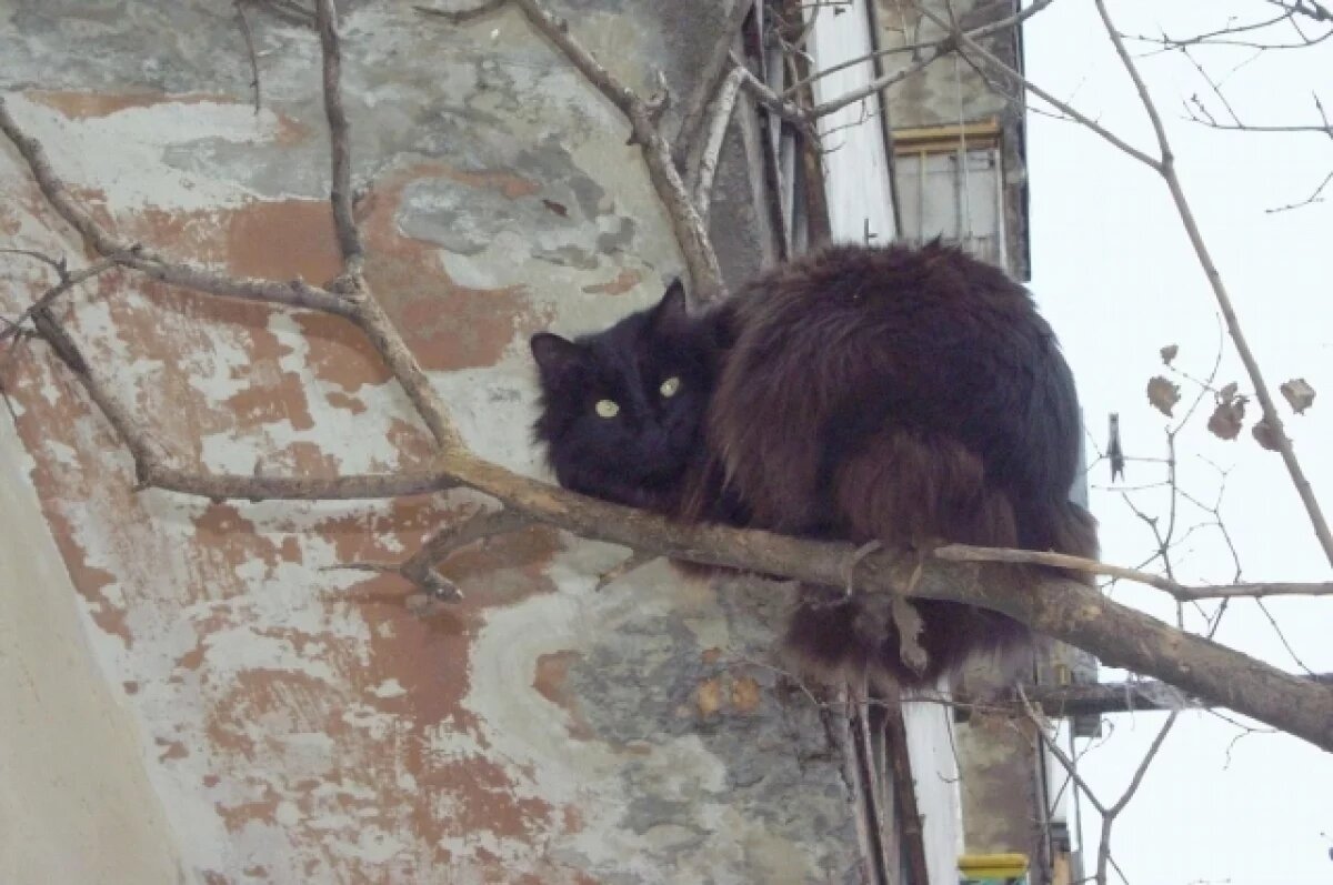    В Феодосии девушка попыталась снять кота с дерева, но застряла сама