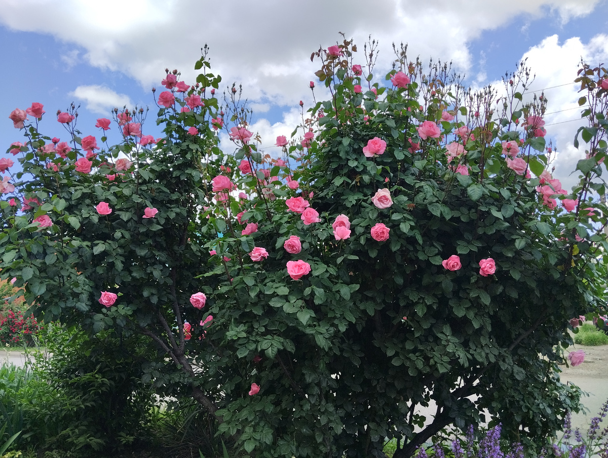 Фото моё. Высота больше двух метров.