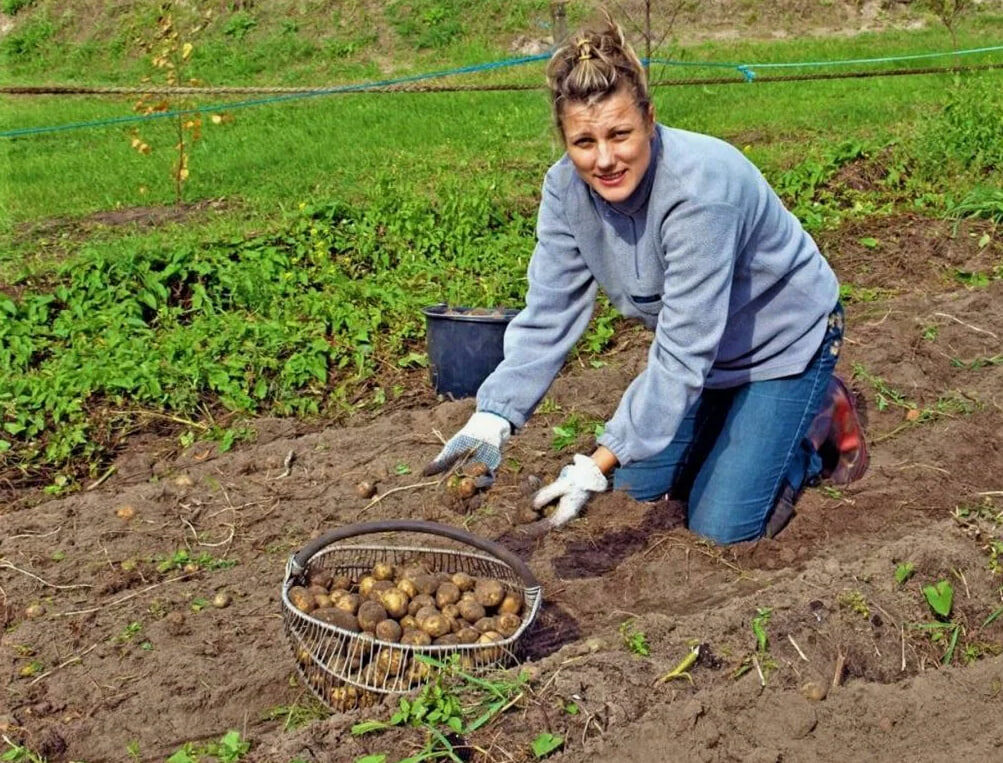 Не передать словами, как приятно выкапывать молодую картошечку летом!