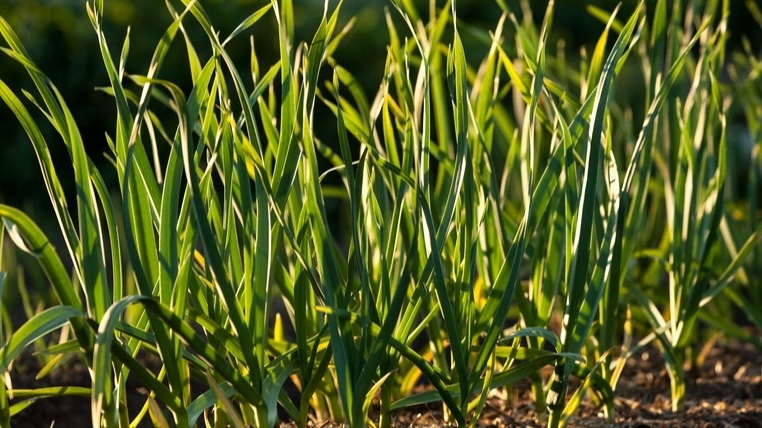 Результат применения методов деревенских агрономов.