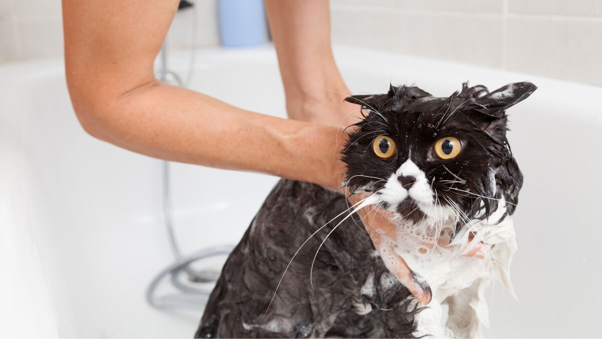 Картинки Яндекс