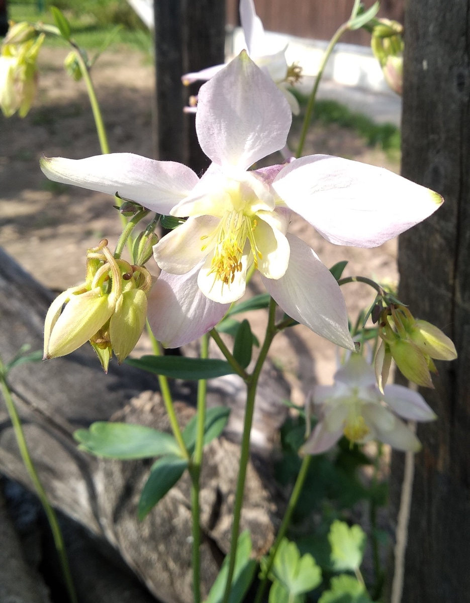 Пришлось аккуратно пересаживать на клумбу