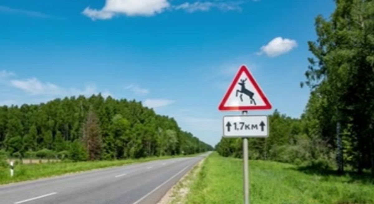    С начала нынешнего года в Курской области зафиксировали несколько ДТП с участием диких животных