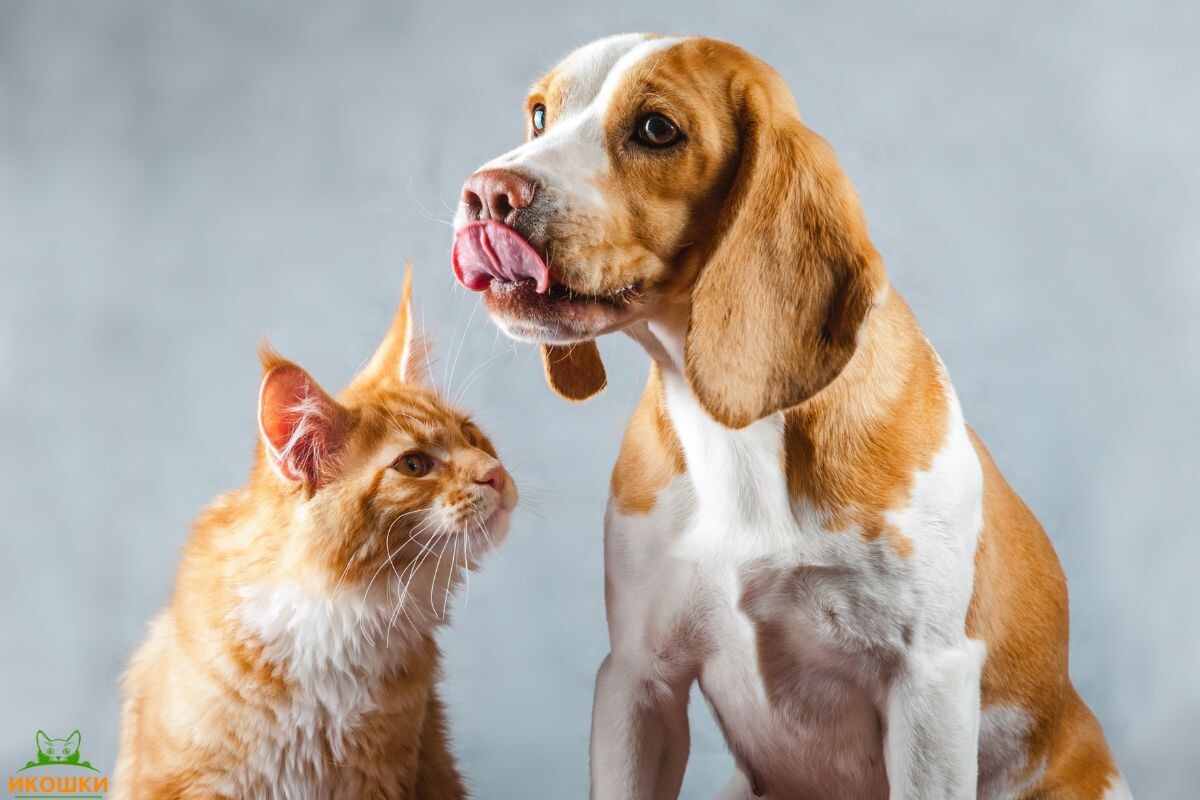 Может ли у кошки быть аллергия на собаку