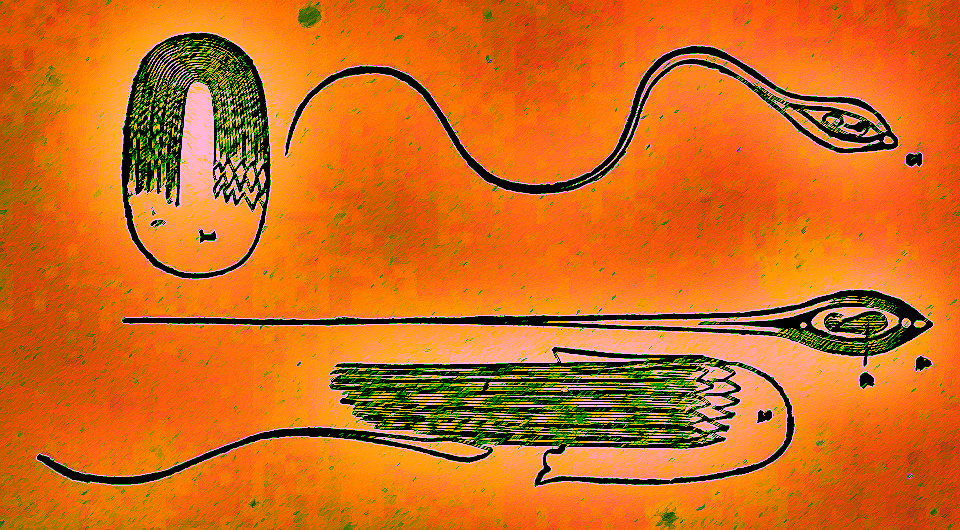   N + 1; The male generative organs in health and disease, from infancy to old age (electronic resource): being a complete practical treatise on the anatomy and physiology of the male system adapted for every man's own private use, 1853 / Hollick, Frederick / New York : T.W. Strong, 98 Nassau Street. Boston: G.W. Cottrell, 64 Cornhill / Emory University, Woodruff Health Sciences Center Library / Public Domain