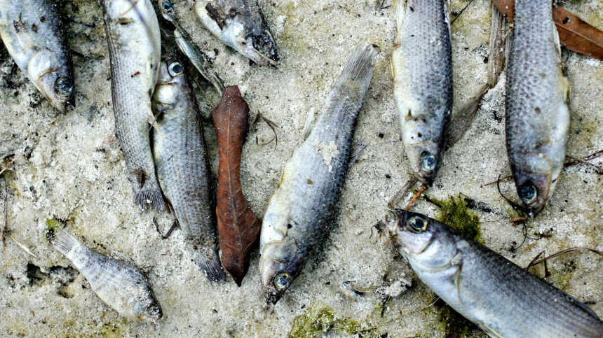    Фото: www.globallookpress.com/Wallace, Daniel