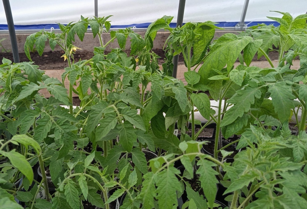 Томаты цветут до посадки