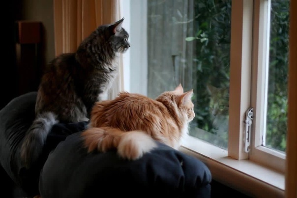 Картинки Яндекс