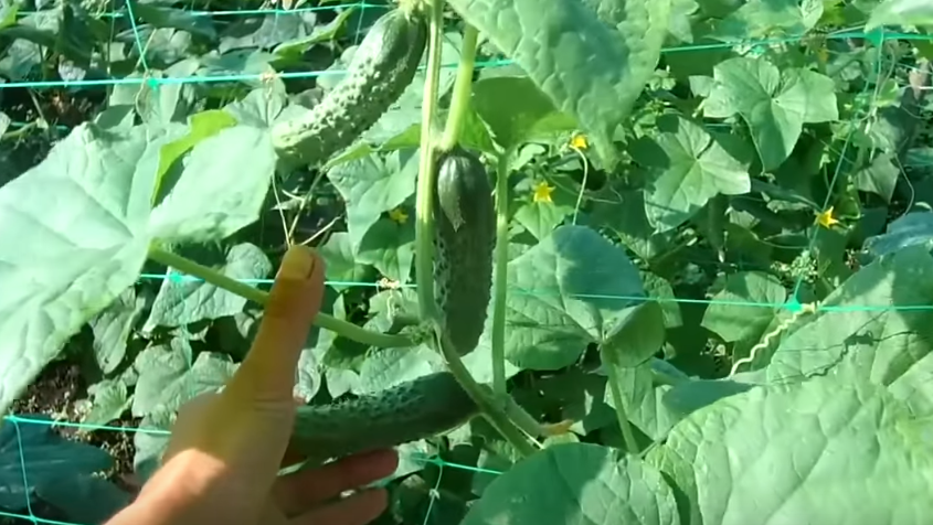 Свои огурцы я выращиваю на одном месте больше пяти лет