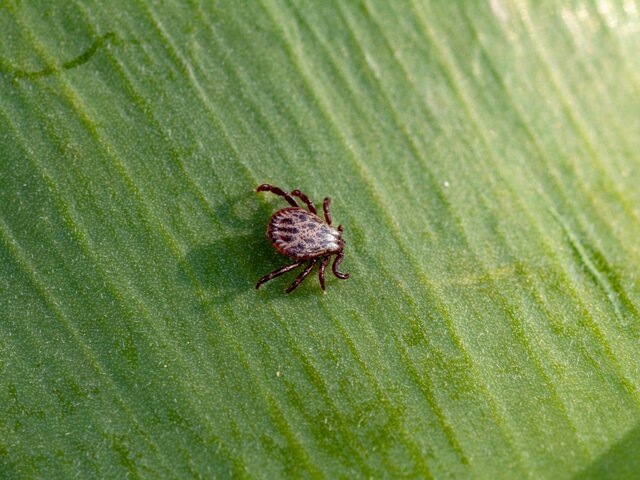    Фото: 123RF/mironovm