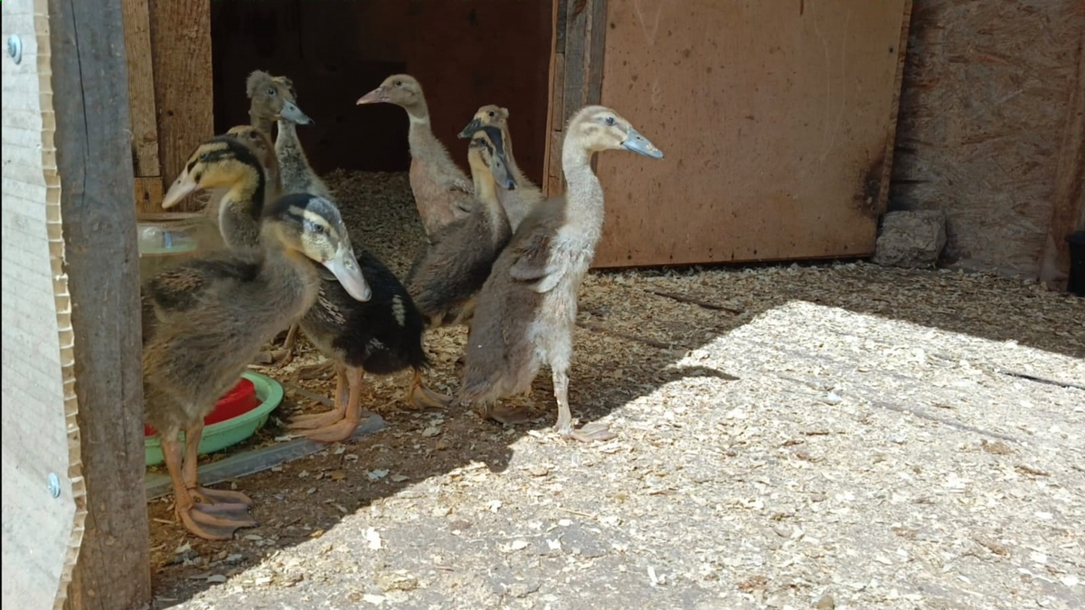 В своем домике