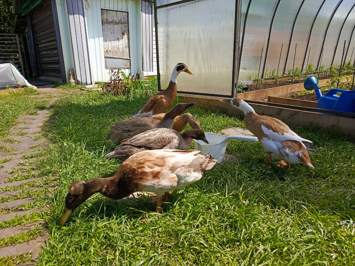 Всегда ставлю им в доступе водичку свежую, полоскать клювики.