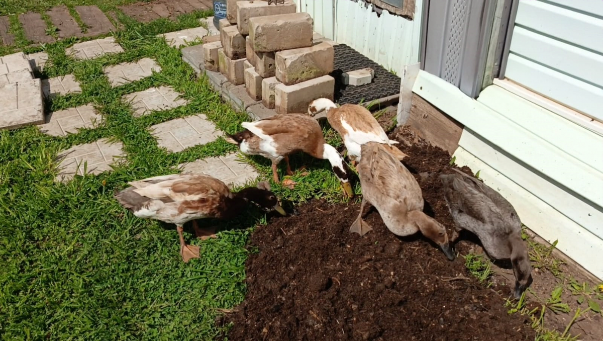 Помогат мне перекладывать тропинку у бани.