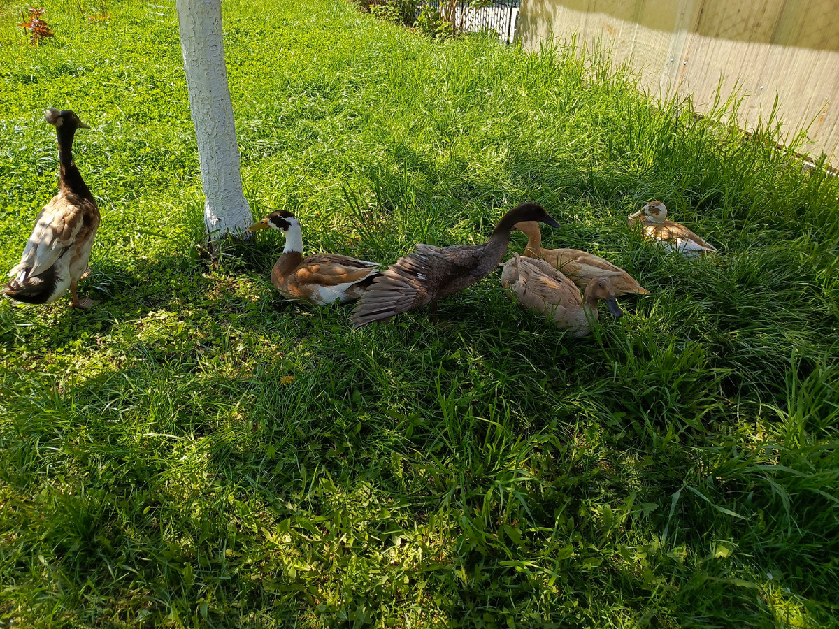 Отдыхают в тени груши.