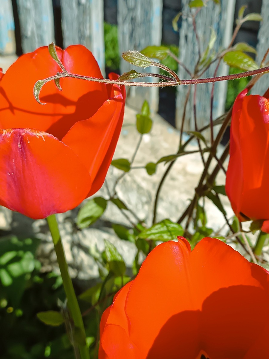 Красные тюльпаны возле нашего дома