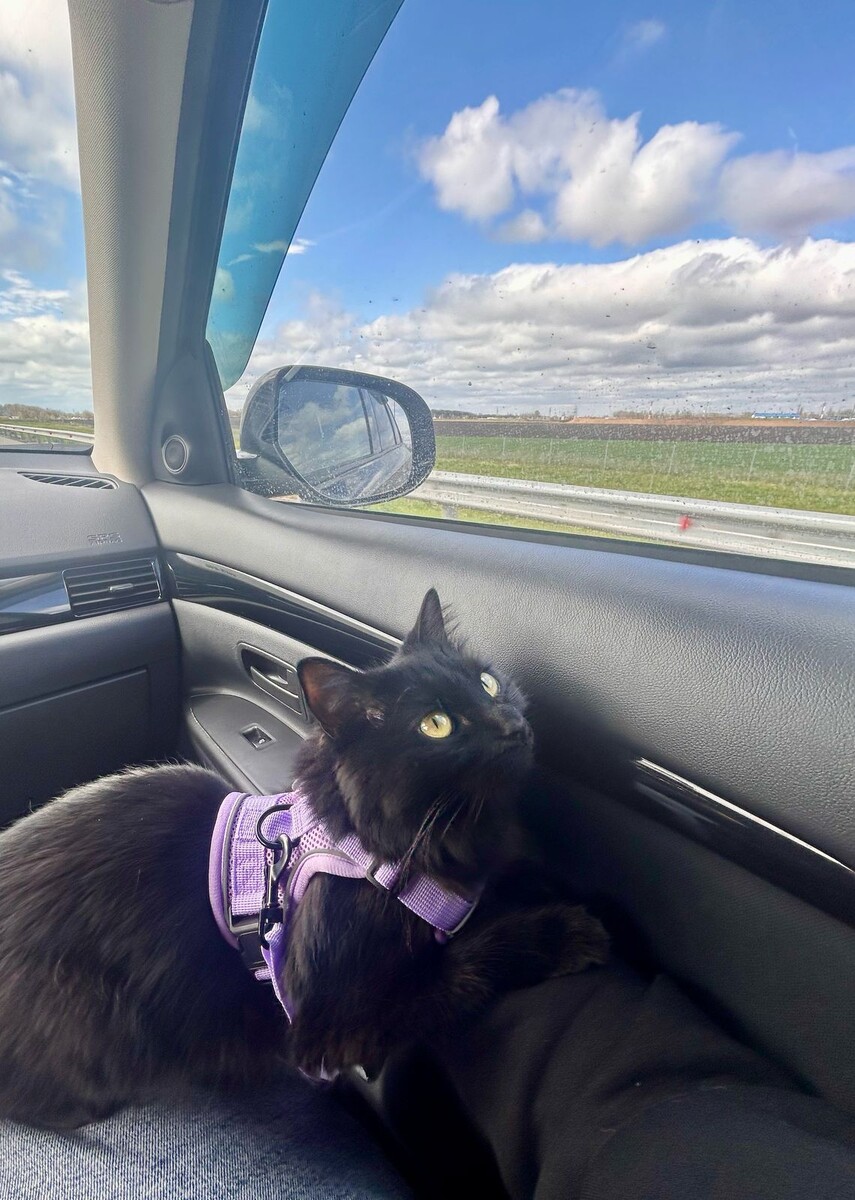 Ада, она же Адосик, она же Адская кошка.