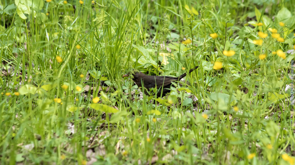 1. Самка чёрного дрозда © NickFW.ru — 10.05.2023г.