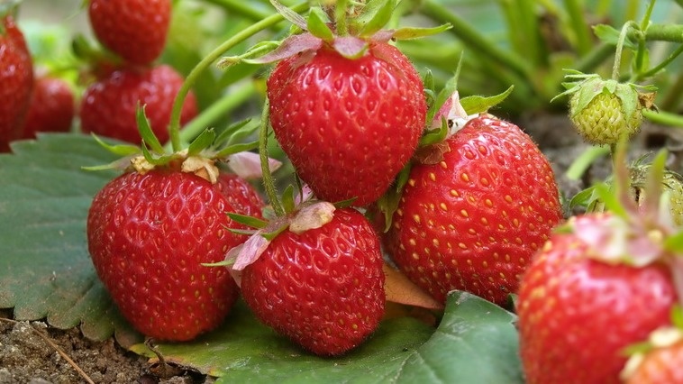 Результат правильного подхода к подкормкам - крупные, здоровые ягоды