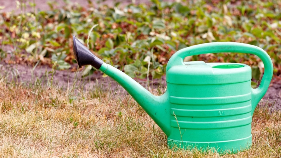 Правильное время первой подкормки - залог хорошего урожая