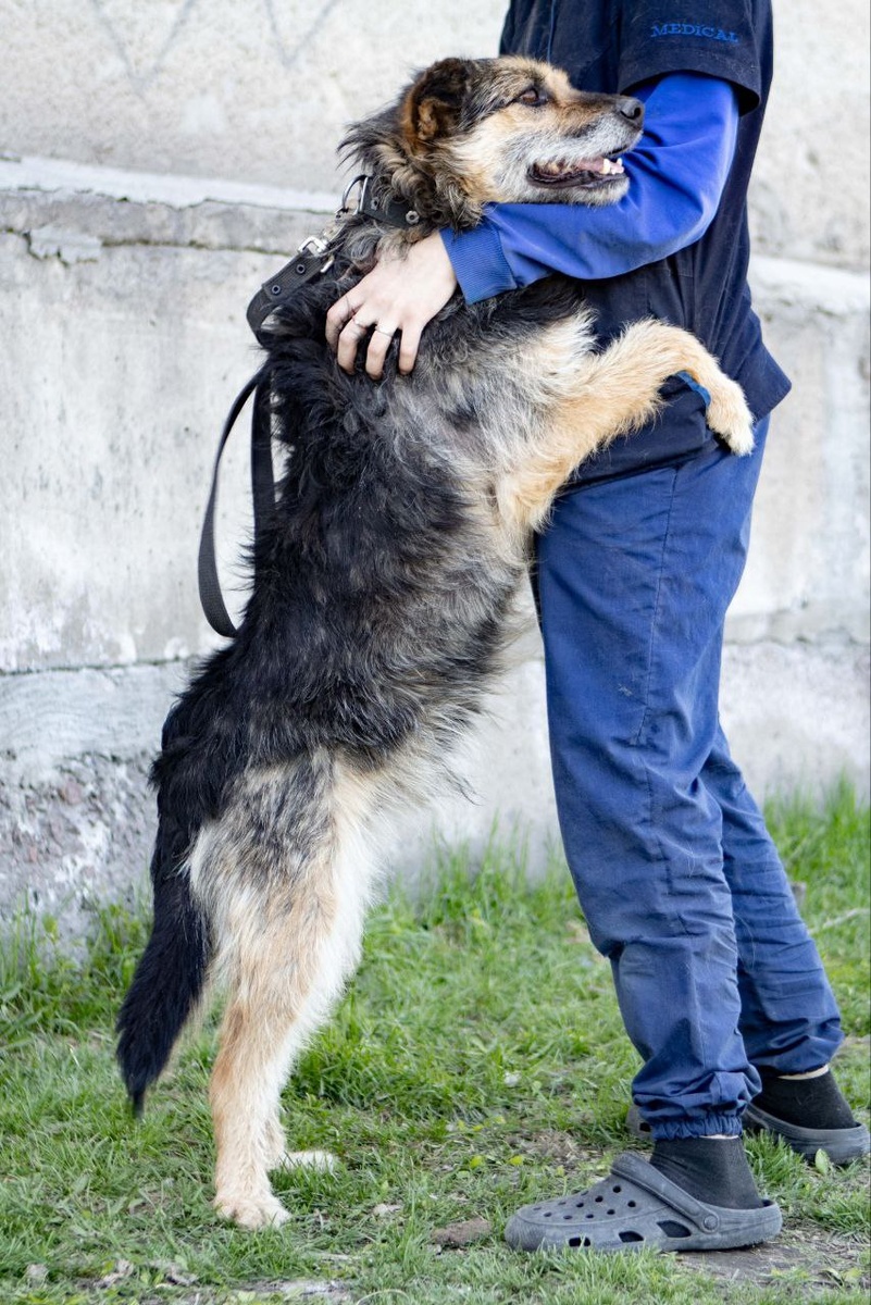 Будет улыбаться вам каждое утро своей самой очаровательной собачьей улыбкой!