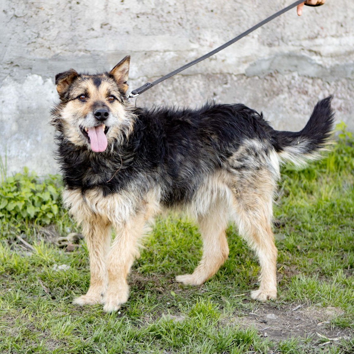 Песик мечтает жить в прекрасной, доброй семье, получать множество внимания и заботы!