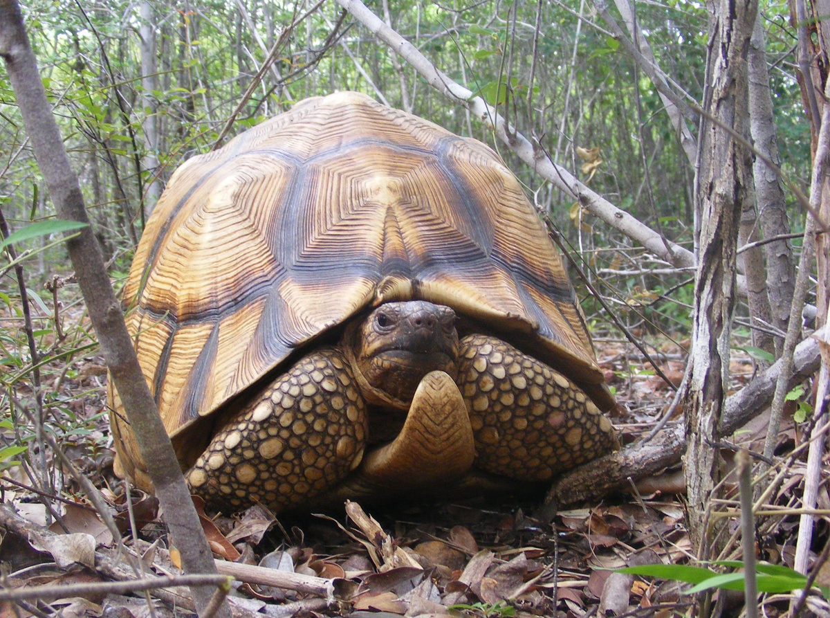 Клювогрудые черепахи считаются одними из последних выживших представителей группы протостегидовых черепах. Источник фото https://clk.li/DZd