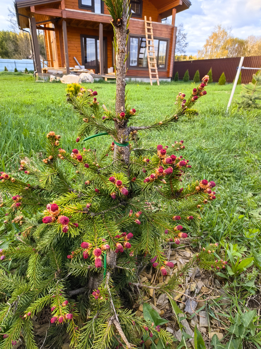 25 апреля 2025 (3 фото)