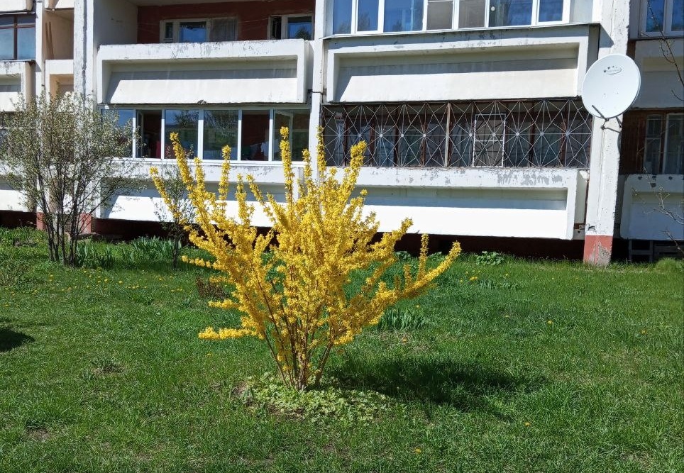  Форзиция на газоне