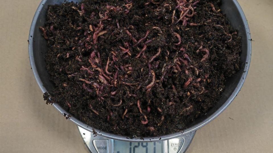    Фото: Россельхознадзор