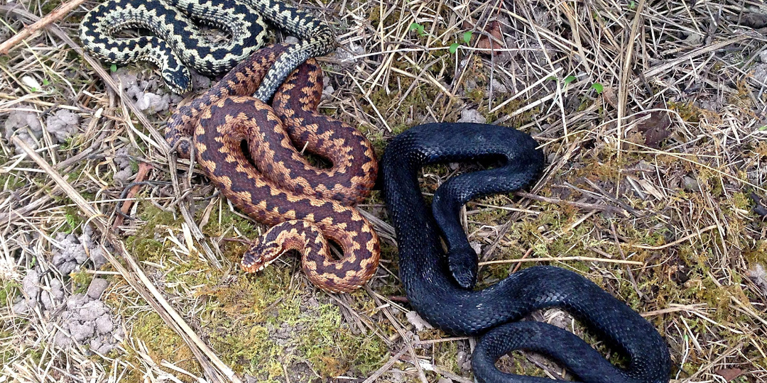 Огнёвка: Народ говорит, что это самая страшная змея России. Подробный разбор слухов
