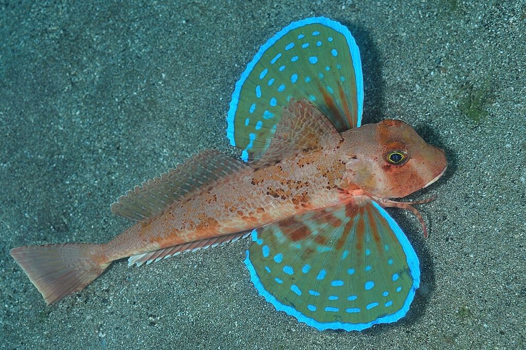 Среди них особое место занимает морской петух. Источник фото https://clk.li/GMU