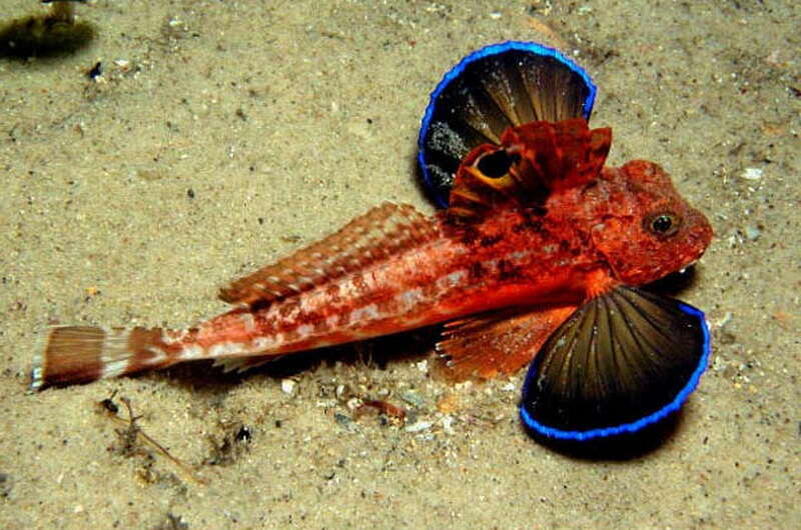 Морские петухи охотятся на мелкую рыбу, моллюсков и ракообразных. Источник фото https://clk.li/jFM