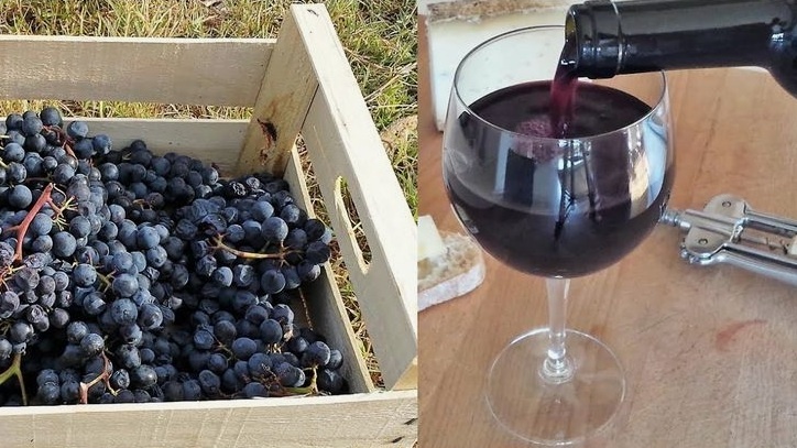 ДОМАШНЕЕ ВИНО ИЗ ВИНОГРАДА