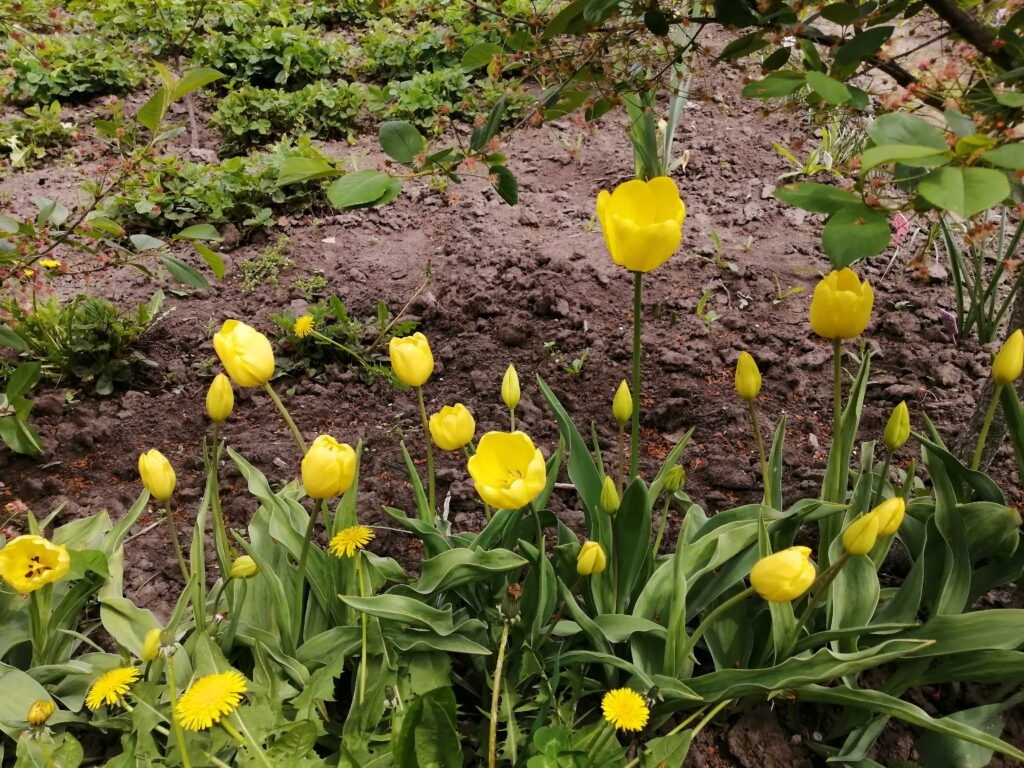 Тюльпаны посаженные в полутени.
