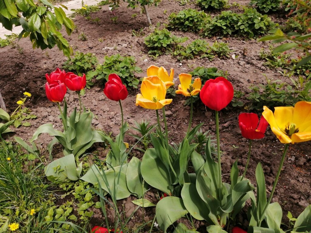 Отцветающие тюльпаны.