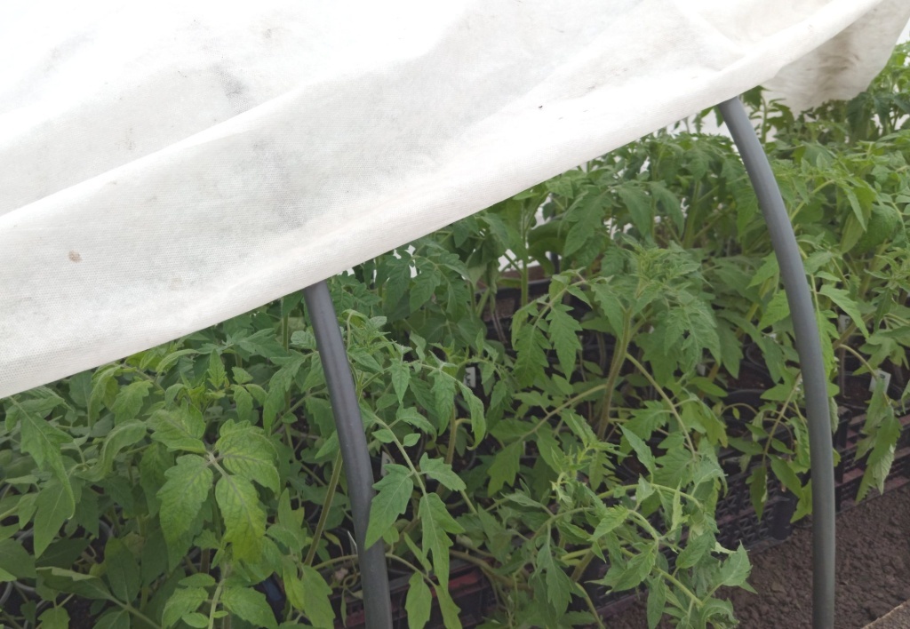  Притенение рассады с помощью спанбонда